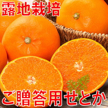 【送料無料】愛媛産ご贈答用せとか3kg至高の柑橘と呼ばれる「...